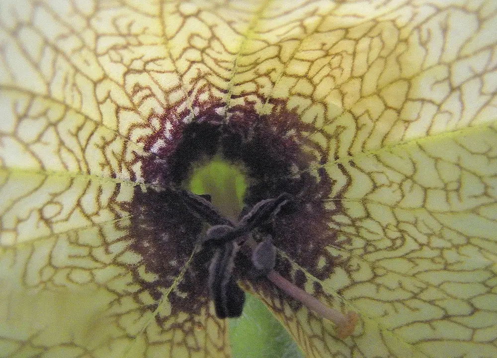 Bilsenkraut DSCN3052