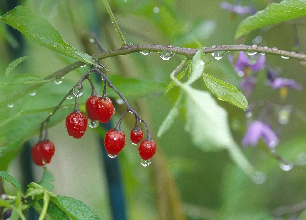 Bittersuess_Fruechte