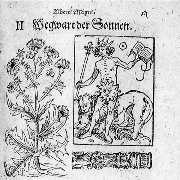 Astrologie & Heilpflanzen
