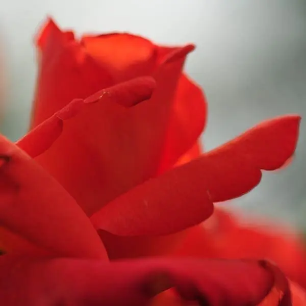 Blumen für die Vagina - von der Vaginalpflege mit Heilpflanzen bis zur Behandlung chronischer Scheidenhauterkrankungen