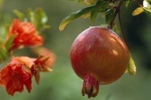 Granatapfle Blüte und Frucht